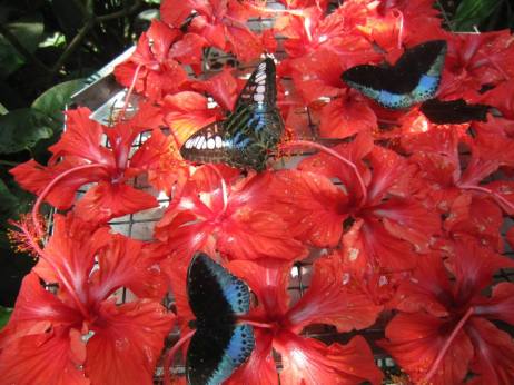 Butterfly Park in Kuala Lumpur (photo Nihal Sh)